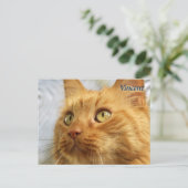 Oranje Maine Coon Cat Post Card Briefkaart (Staand voorkant)