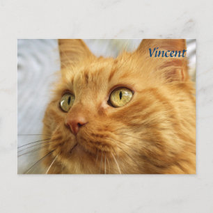 Oranje Maine Coon Cat Post Card Briefkaart