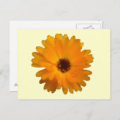Oranje Marigold Briefkaart (Voorkant / Achterkant)