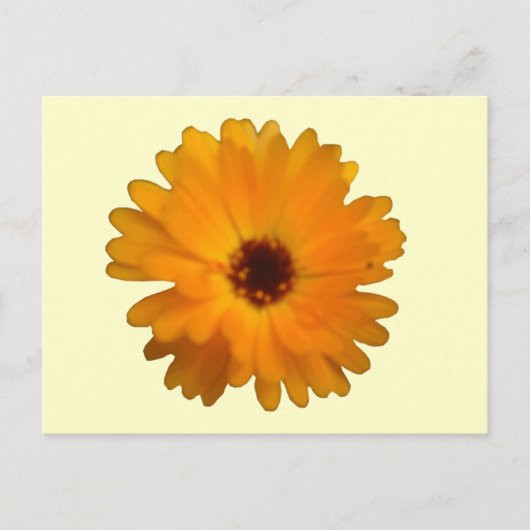 Oranje Marigold Briefkaart (Voorkant)