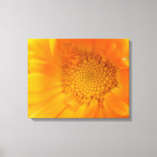 Oranje Marigold Macro Canvas afdrukken
