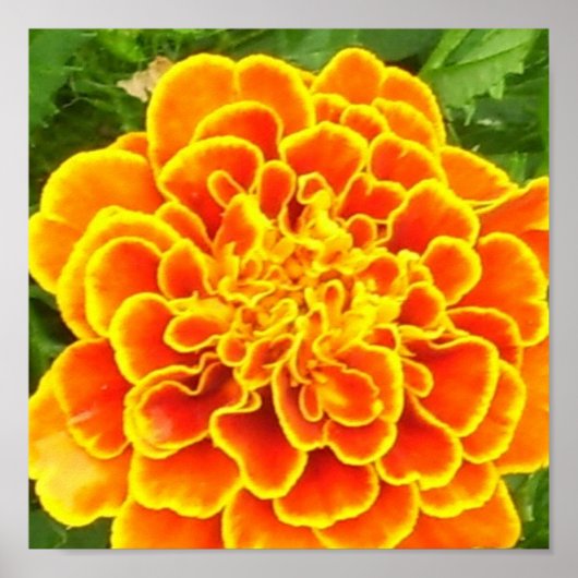 Oranje Marigold Poster afdrukken (Voorkant)