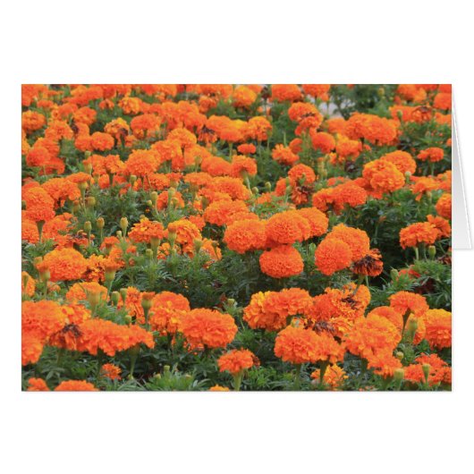  Oranje Marigolds Floral Foto (Voorkant Horizontaal)