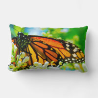 Oranje Monarch Vlinder Witte Bloem Foto Vet