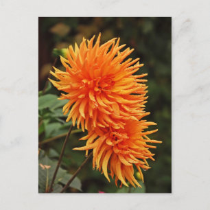 Oranje najaar dahlia briefkaart bloemen
