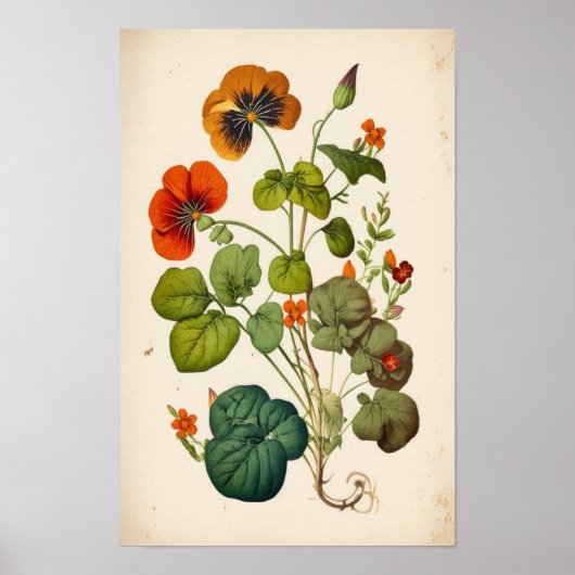 Oranje Nasturtium Botanische wandkunst Poster (Voorkant)