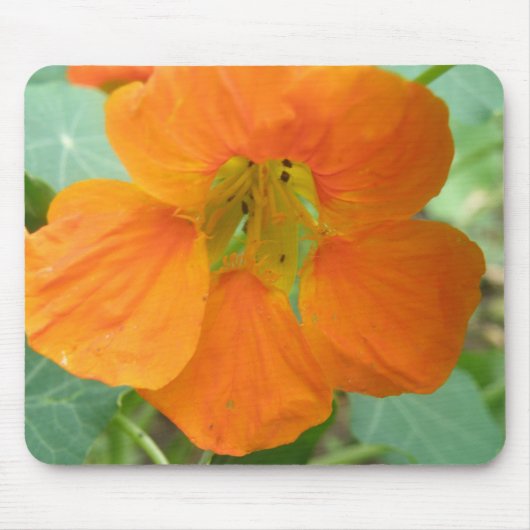  Oranje Nasturtium Flower Mousepad Muismat (Voorkant)