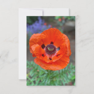 Oranje oosterse klaproos & lavendelbloemen notitiekaartje