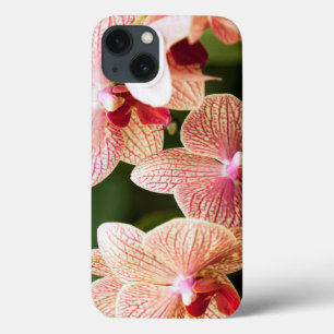 Oranje Orchid Hybrid, Zuid-Afrika iPhone 13 Hoesje