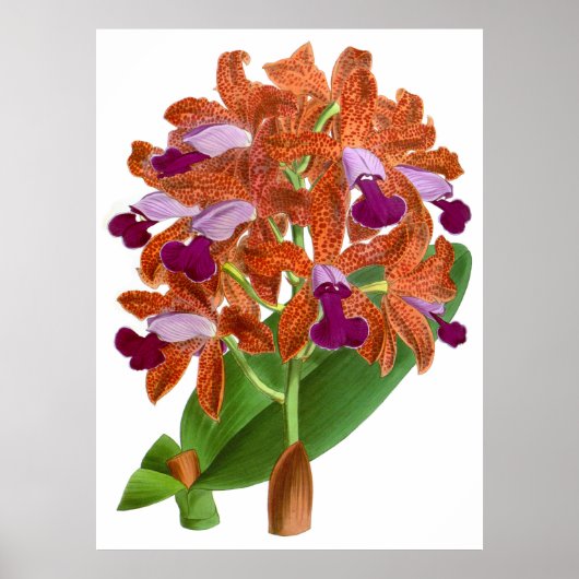 Oranje Paars orchidee ventiel - Poster (Voorkant)