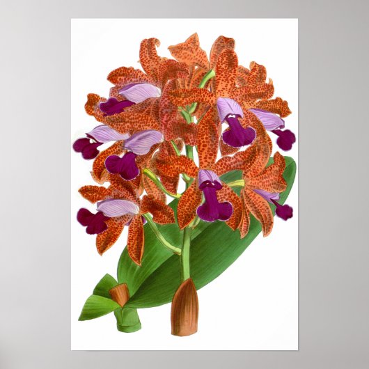 Oranje Paars orchidee ventiel - Poster (Voorkant)