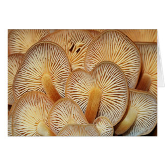 Oranje paddenstoelen