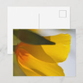 Oranje papaver briefkaart (Voorkant / Achterkant)