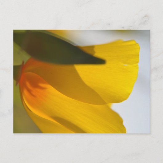 Oranje papaver briefkaart (Voorkant)