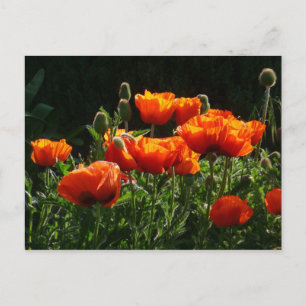 Oranje papaver Briefkaart