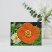 Oranje papaver briefkaart (Staand voorkant)
