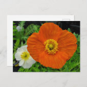 Oranje papaver briefkaart (Voorkant / Achterkant)