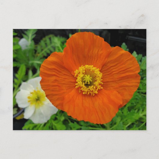 Oranje papaver briefkaart (Voorkant)