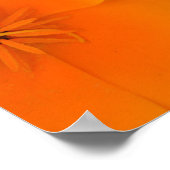 Oranje papaver in het voorjaar van het Poster (Hoek)