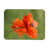 Oranje papaver magneet (Horizontaal)