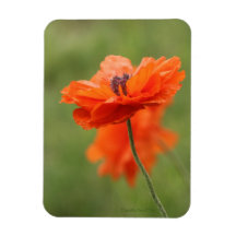 Oranje papaver