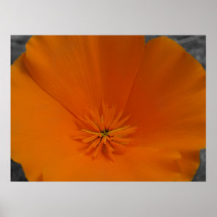 Oranje papaver met BW Poster