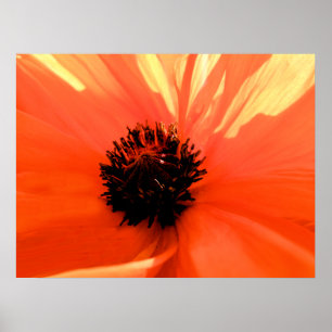 Oranje papaver poster