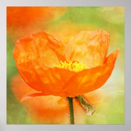 Oranje papaver poster (Voorkant)