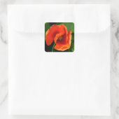 Oranje papaver vierkante sticker (Tas)