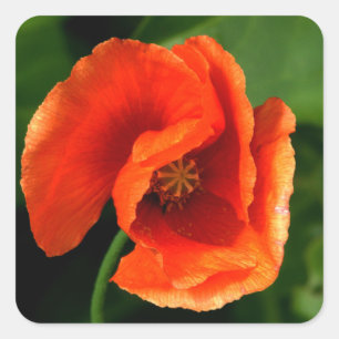Oranje papaver vierkante sticker