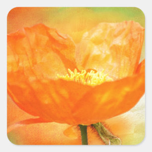 Oranje papaver vierkante sticker