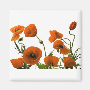 Oranje papaverbloemen Waterverf Floral Patronen Magneet
