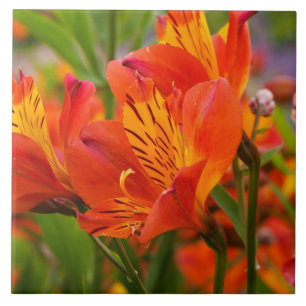 Oranje Peruviaanse Lily Ceramic Tile Tegeltje