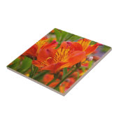 Oranje Peruviaanse Lily Ceramic Tile Tegeltje (Zijkant)