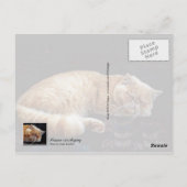 Oranje Perzisch katje slapen Briefkaart (Achterkant)