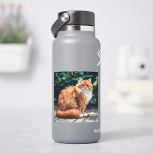 Oranje Perzische kat Sticker
