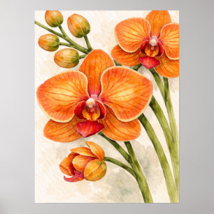 Oranje Phalaenopsis Orchidee Botanische Aquarel Poster