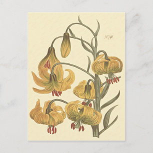 Oranje Pomponlelie Botanische Illustratie Briefkaart