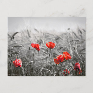 Oranje Poppy Flower Field minimalistische fotograf Briefkaart