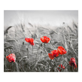 Oranje Poppy Flower Field minimalistische fotograf Foto Afdruk