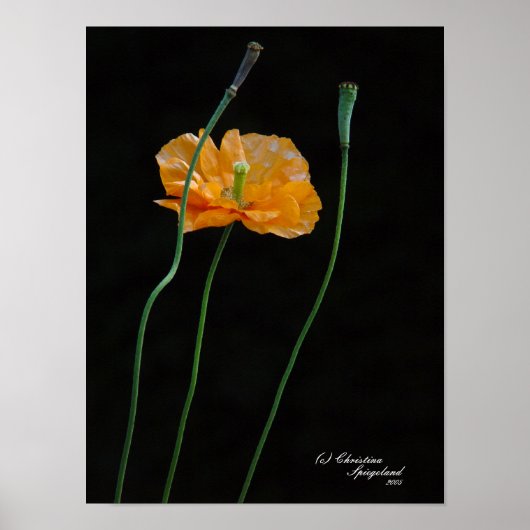 Oranje Poppy Flower Poster (Voorkant)