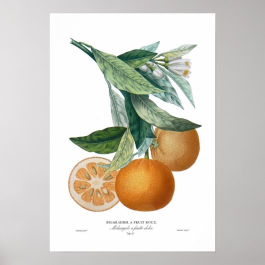 Oranje Poster (Voorkant)