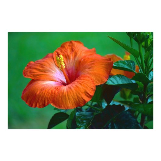 Oranje Poster (Voorkant)