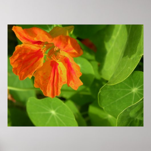 oranje poster (Voorkant)