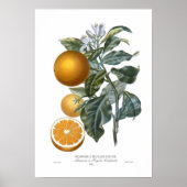 Oranje Poster (Voorkant)