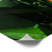 Oranje Poster Daylily (Hoek)