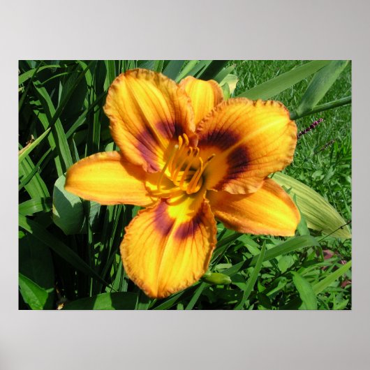 Oranje Poster Daylily (Voorkant)
