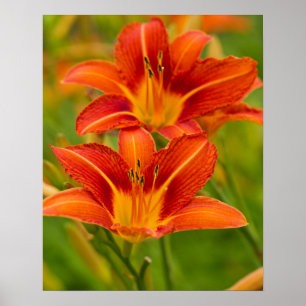 Oranje Poster voor Daylilies (Matte)