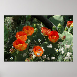 Oranje Prickly Pear Cactus Flower Poster