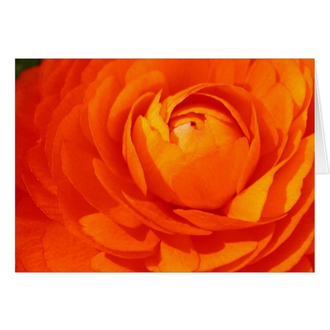 Oranje ranunculus (Voorkant Horizontaal)